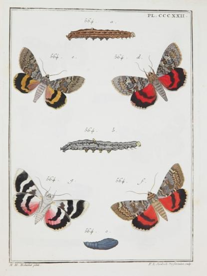 Illustration mit Zeichnungen von Raumen und Schmetterlingen