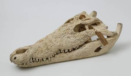 Das Foto zeigt einen Krokodilsschädel aus der Sammlung Rüppel
